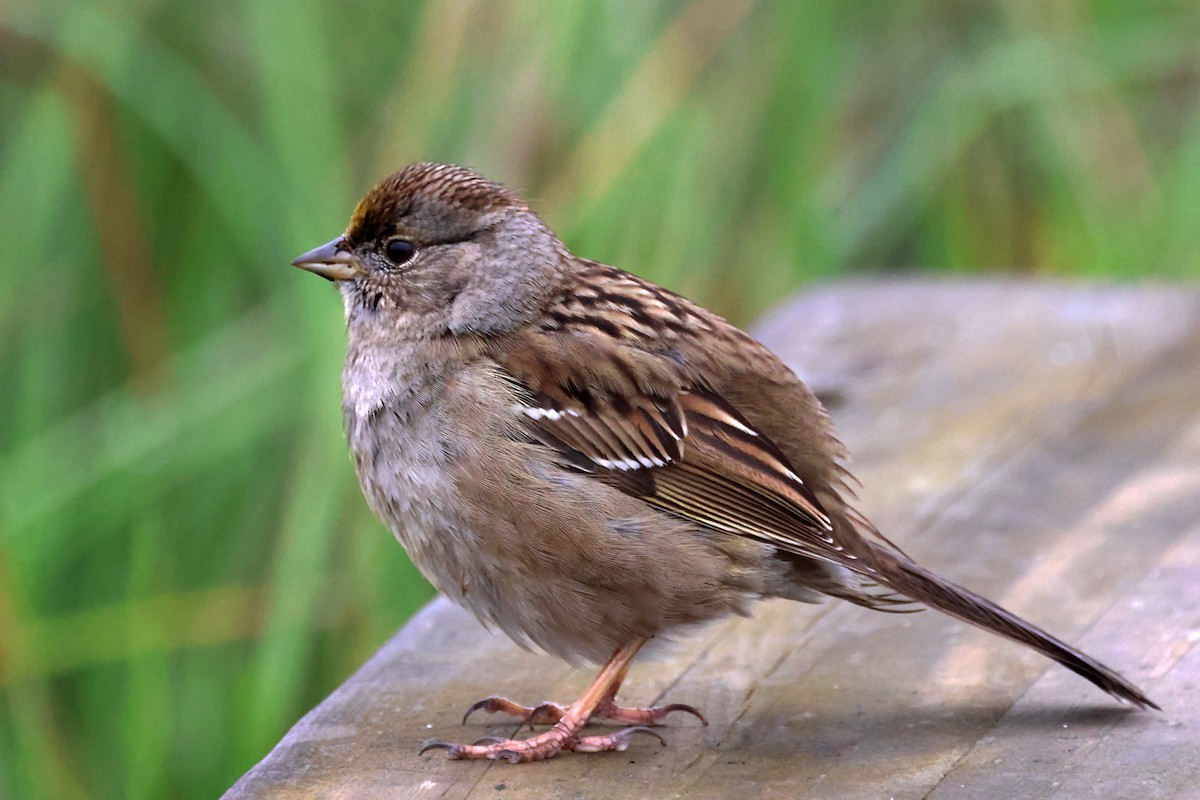 Golden-crowned Sparrow - ML620101880