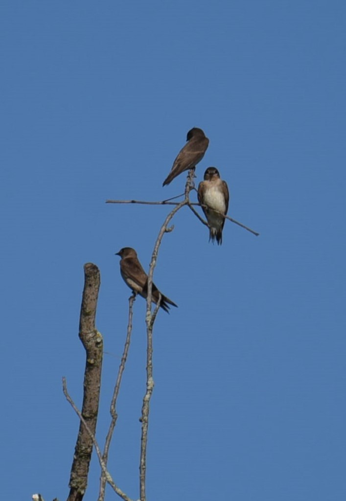 Northern Rough-winged Swallow - ML620101891