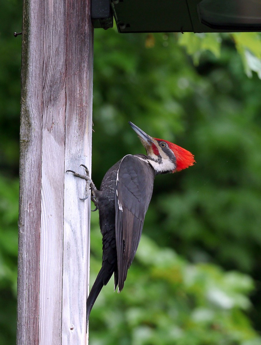 Pileated Woodpecker - ML620101898