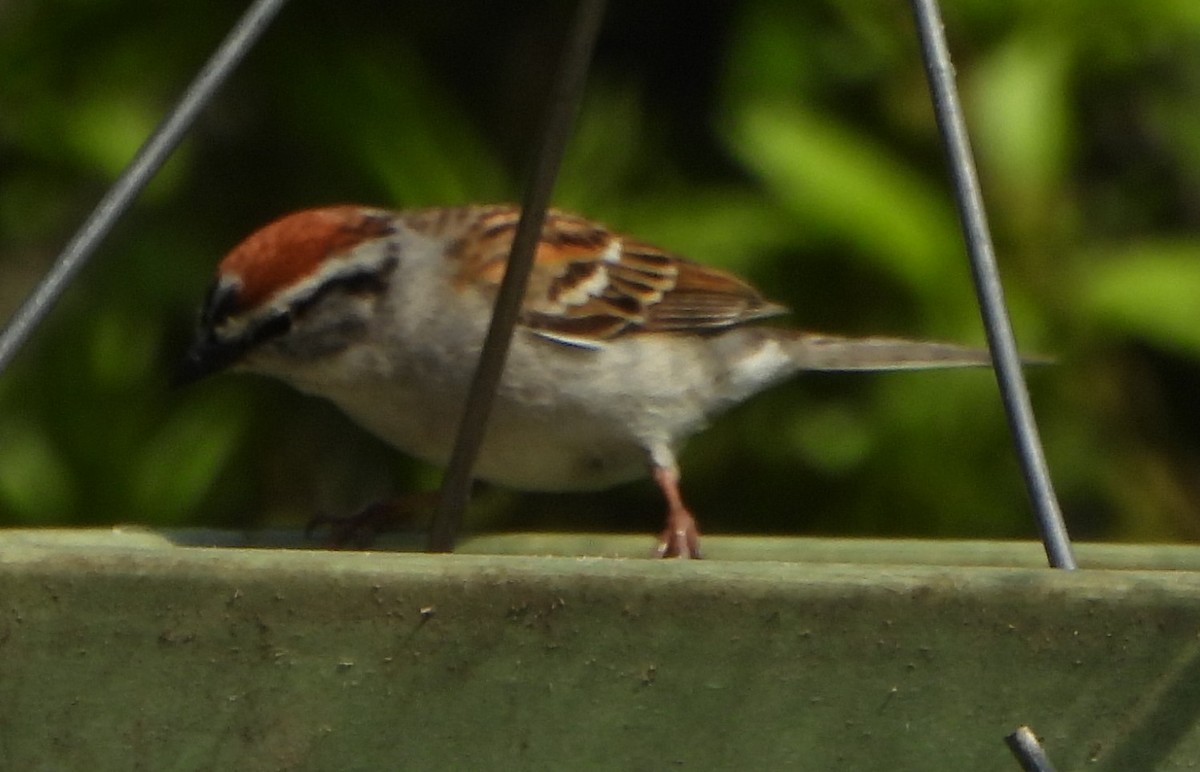 Chipping Sparrow - ML620101903