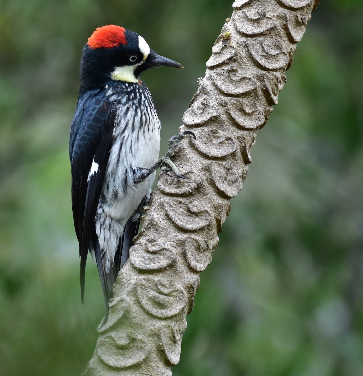 Acorn Woodpecker - ML620101913