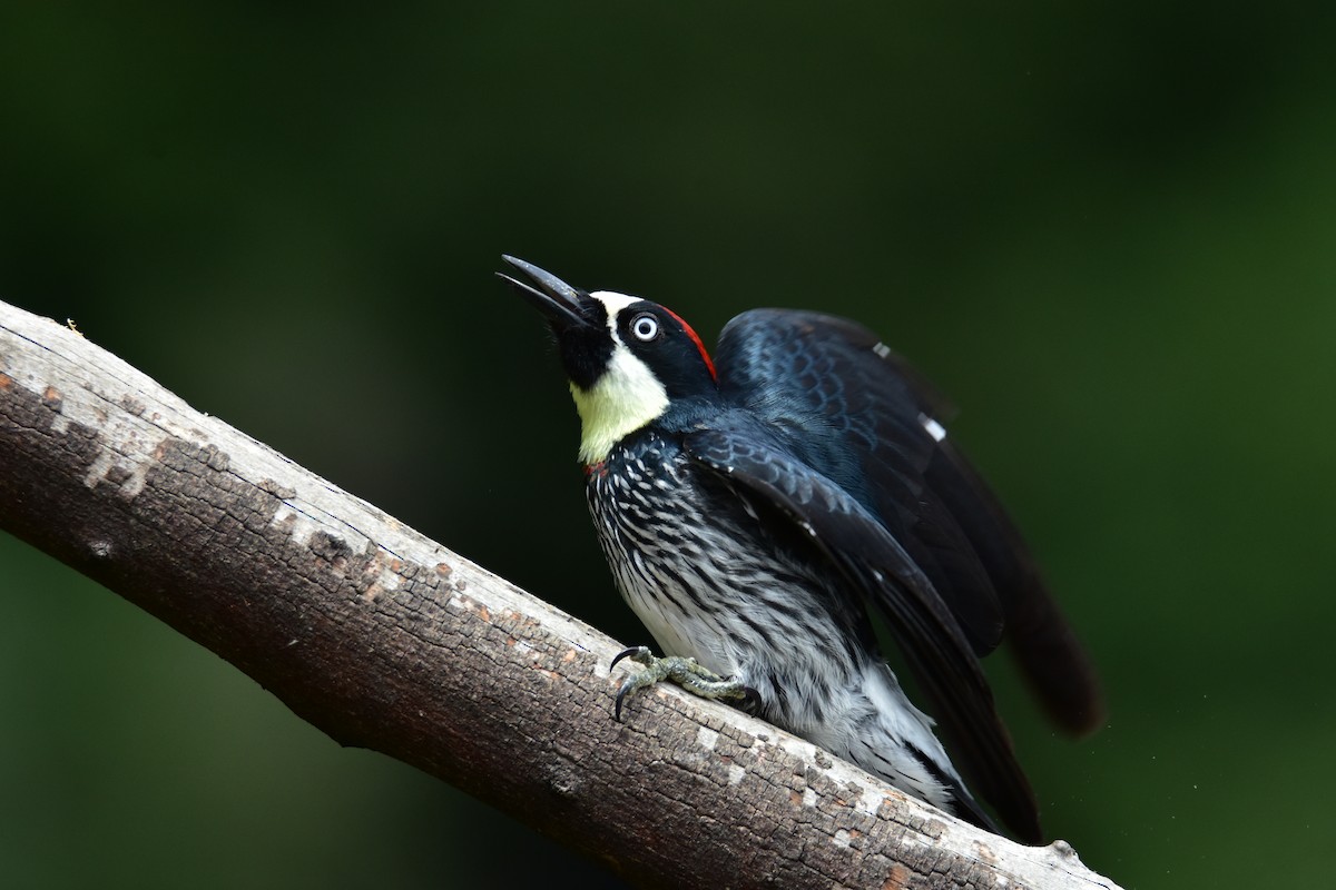 Acorn Woodpecker - ML620101914