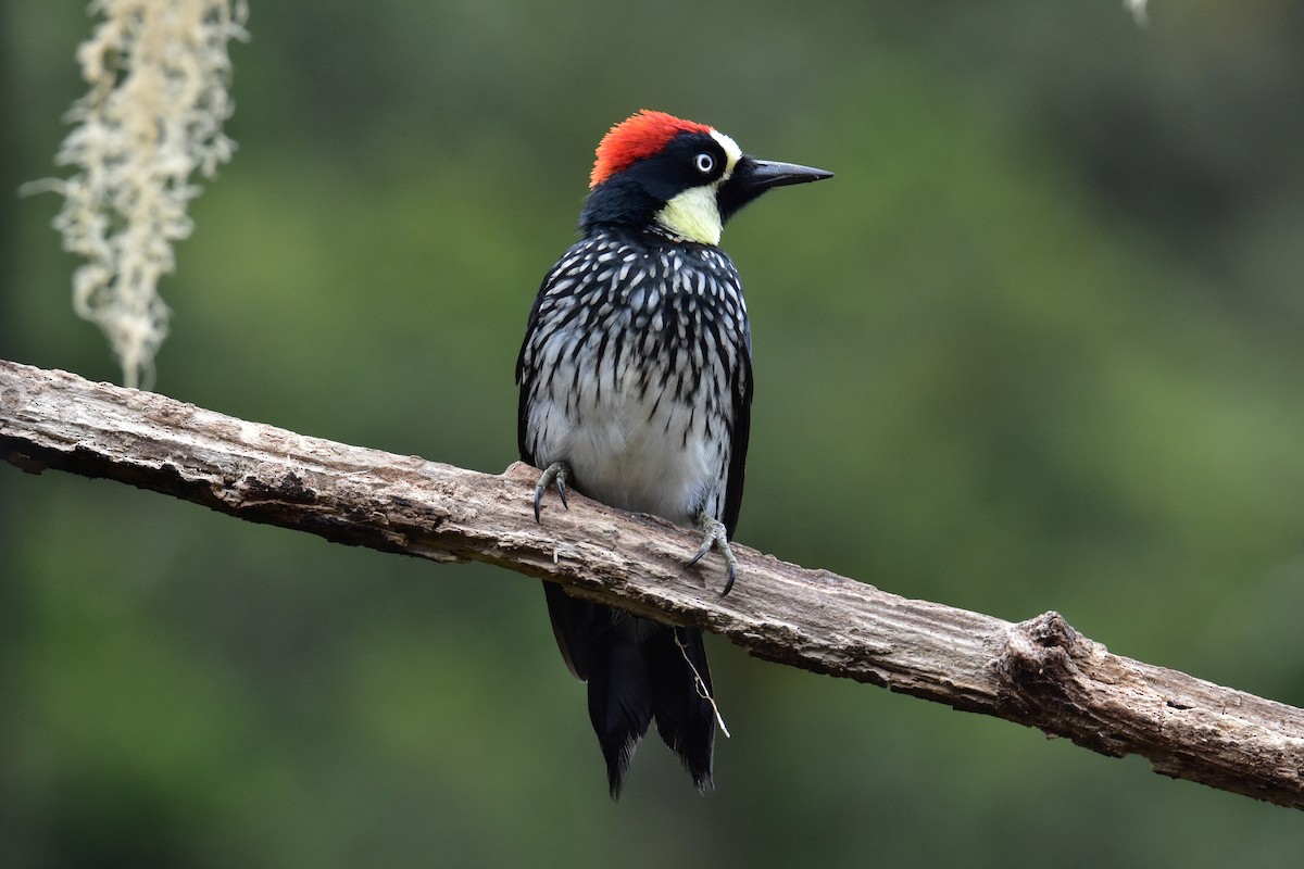 Acorn Woodpecker - ML620101915