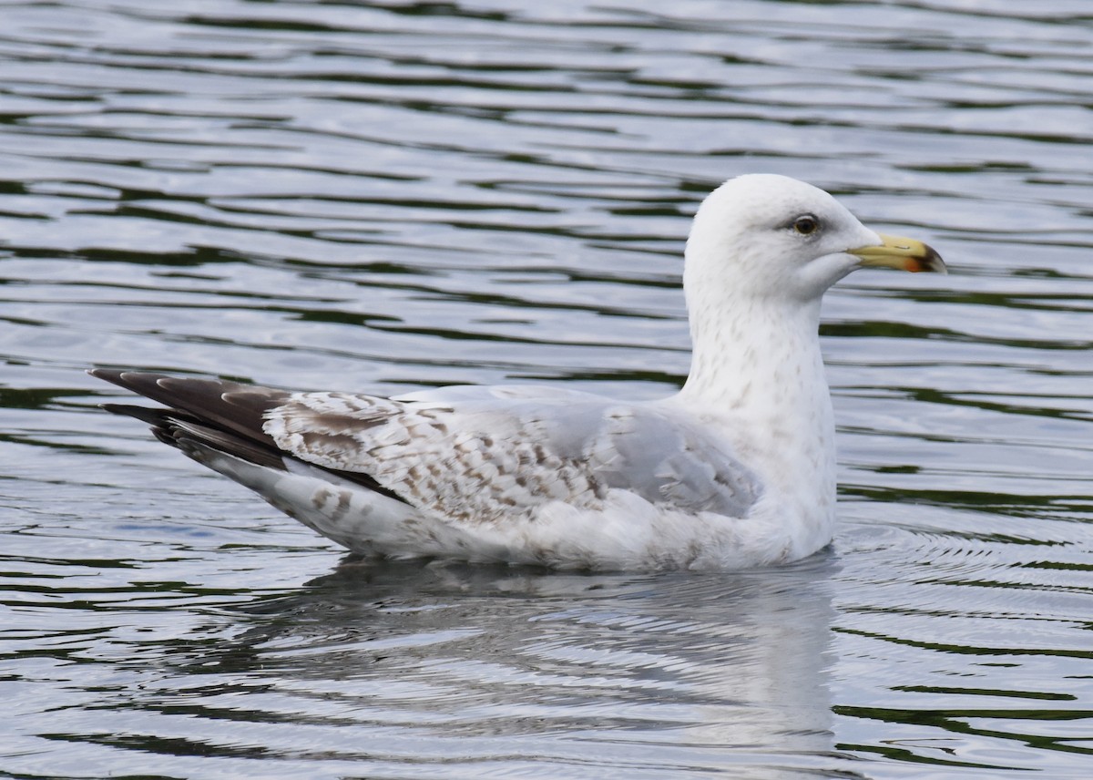 Herring Gull (European) - ML620101922