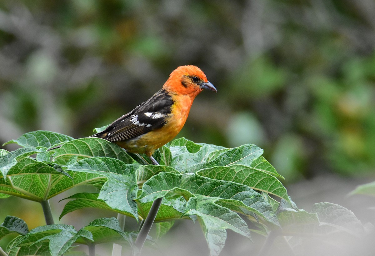 Flame-colored Tanager - ML620101928