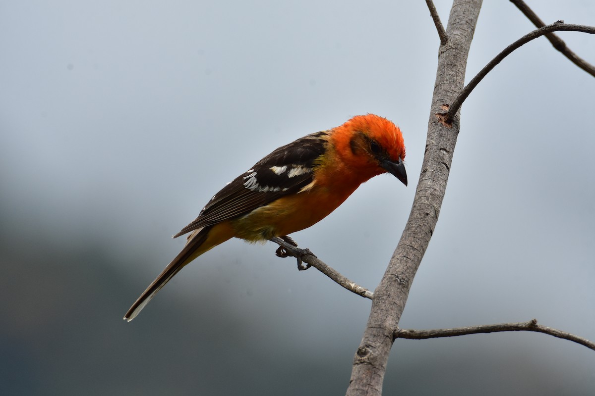 Flame-colored Tanager - ML620101933