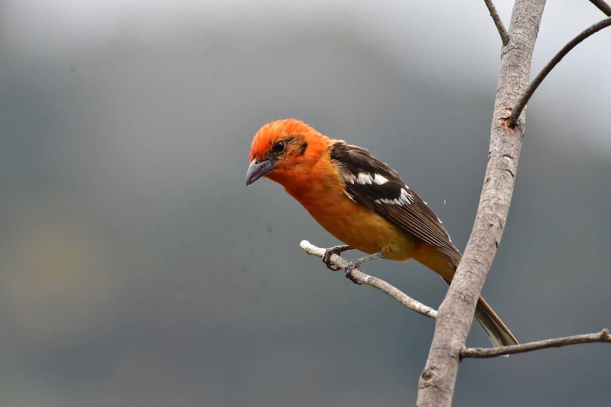 Flame-colored Tanager - ML620101935