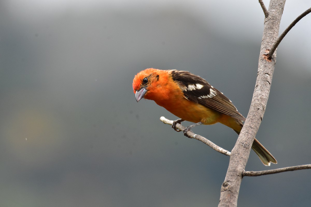 Flame-colored Tanager - ML620101936