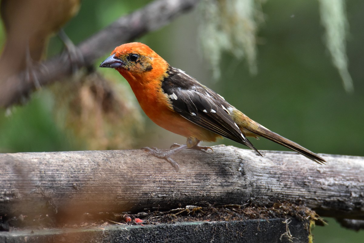 Flame-colored Tanager - ML620101937