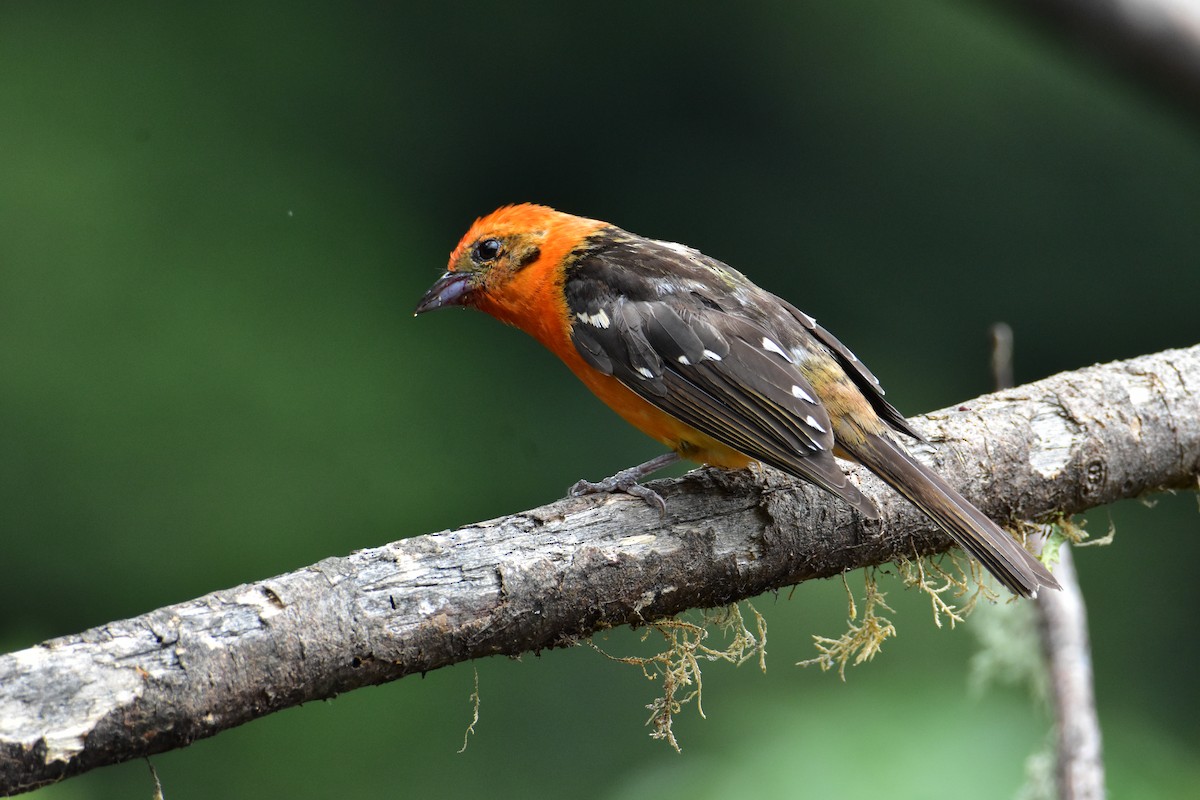 Flame-colored Tanager - ML620101938