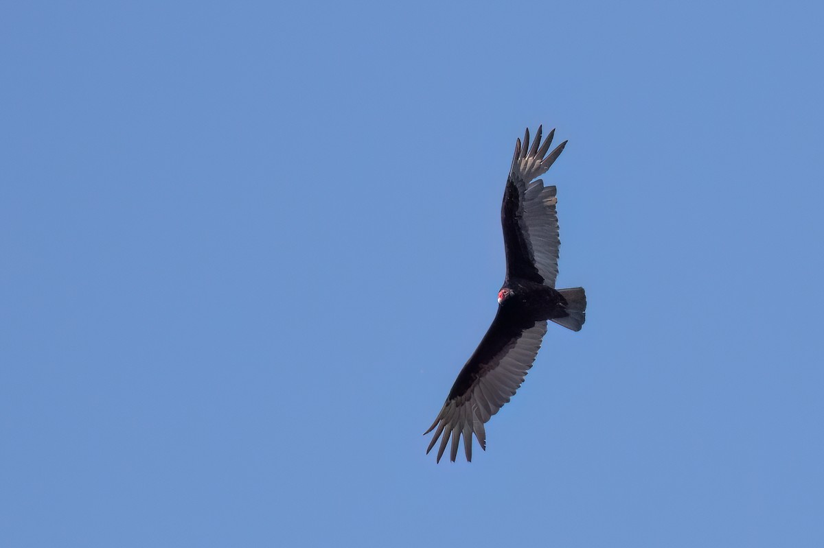 Turkey Vulture - ML620101939