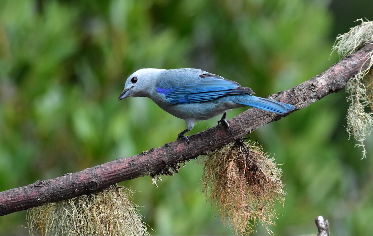 Blue-gray Tanager - ML620101940