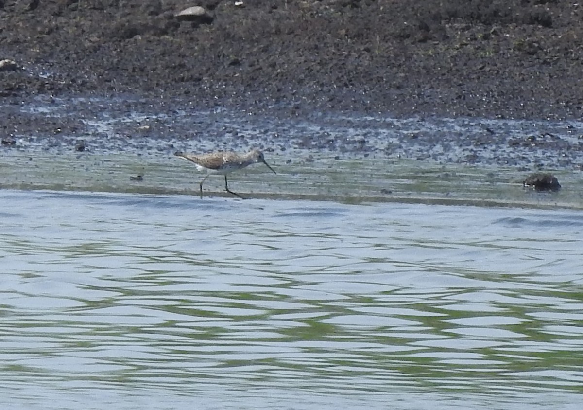 Marsh Sandpiper - ML620101956