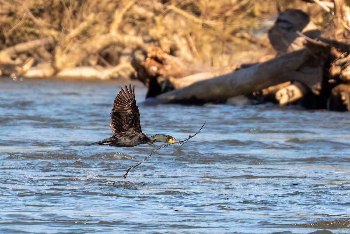 Double-crested Cormorant - Marcos Eugênio (Birding Guide)