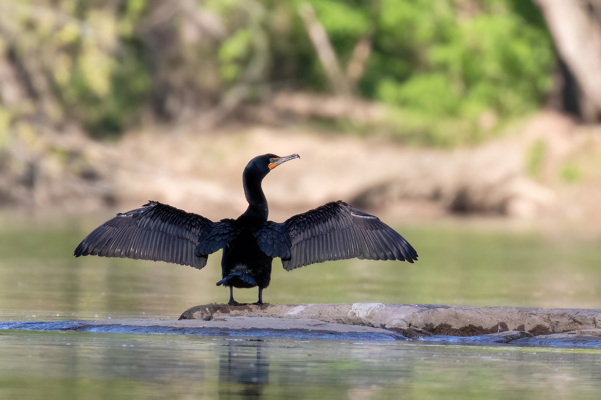 Double-crested Cormorant - Marcos Eugênio (Birding Guide)