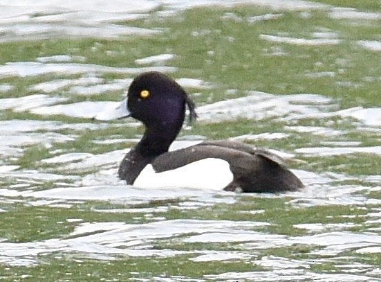 Tufted Duck - ML620101964