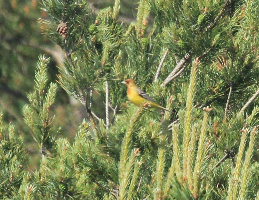 Red-headed Bunting - ML620101992