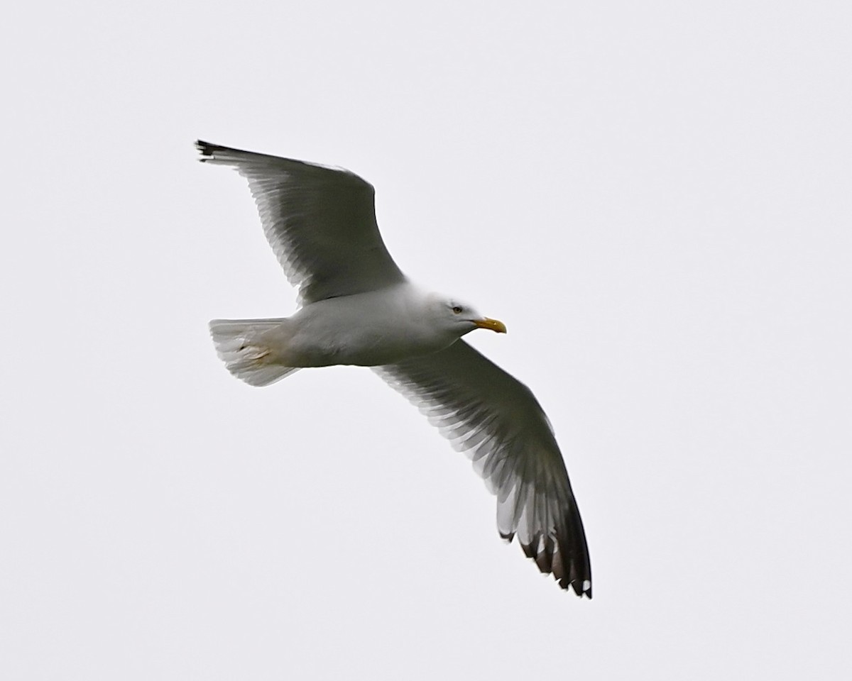 Herring Gull - ML620102000