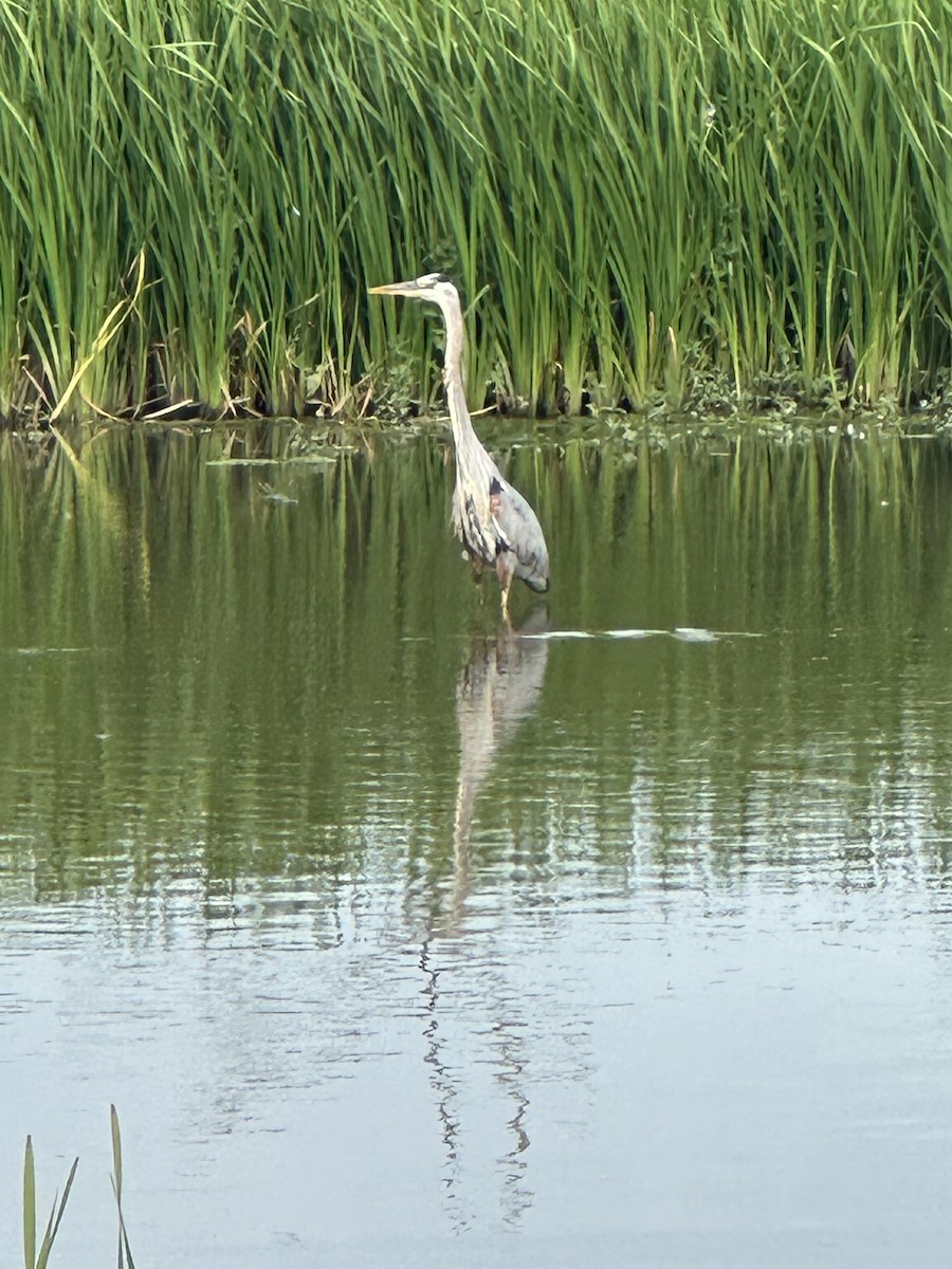 Great Blue Heron - ML620102001