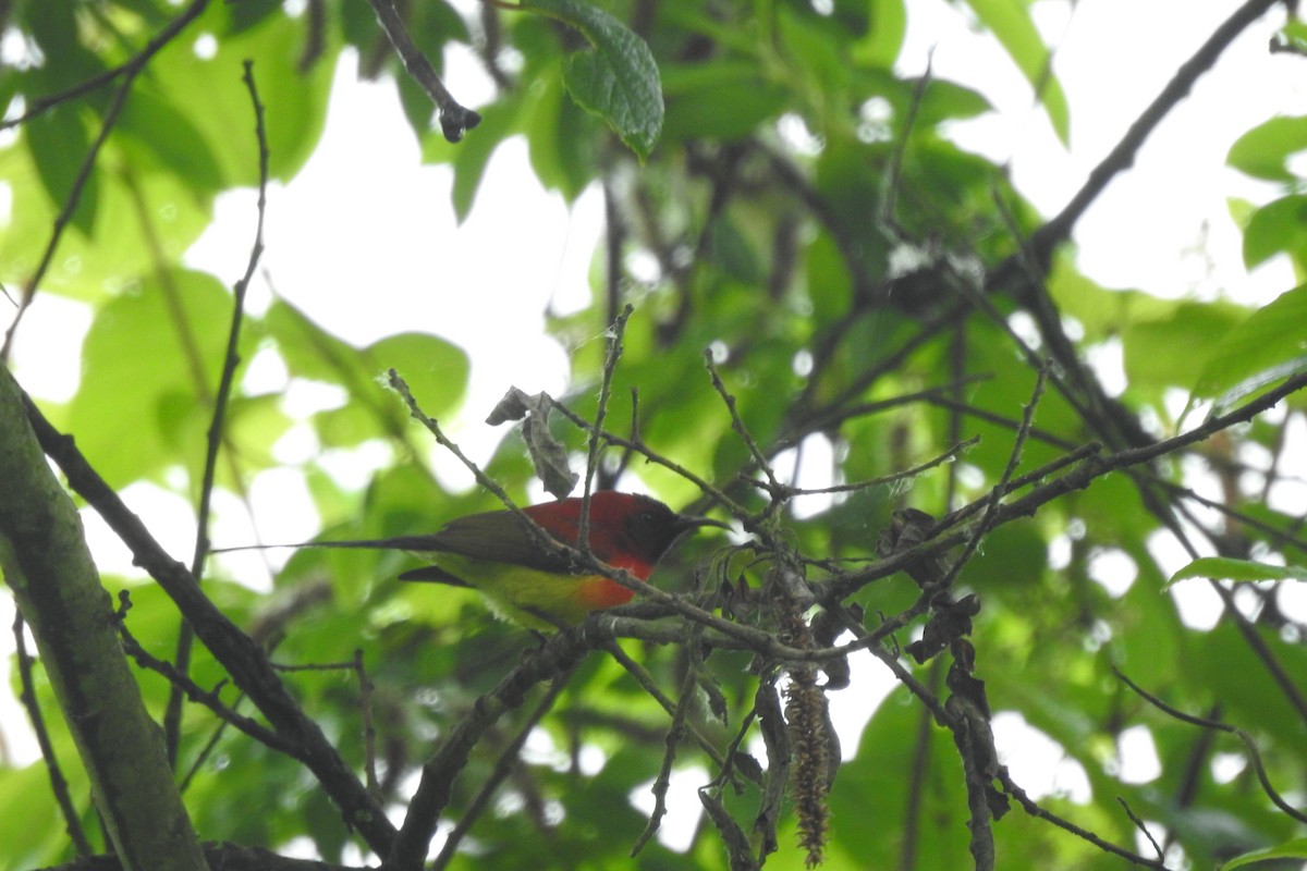 Mrs. Gould's Sunbird (Scarlet-breasted) - ML620102006