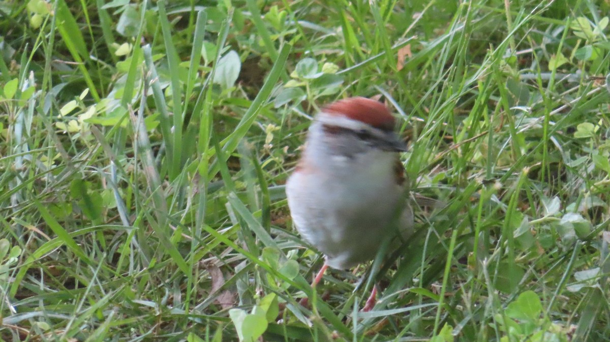 Chipping Sparrow - ML620102011