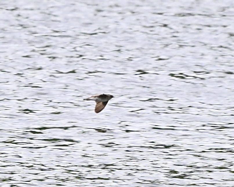 Northern Rough-winged Swallow - ML620102021