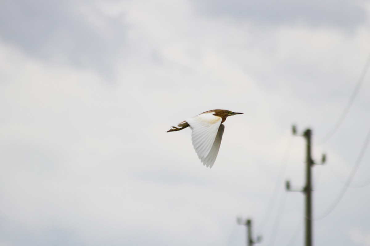 Squacco Heron - ML620102032