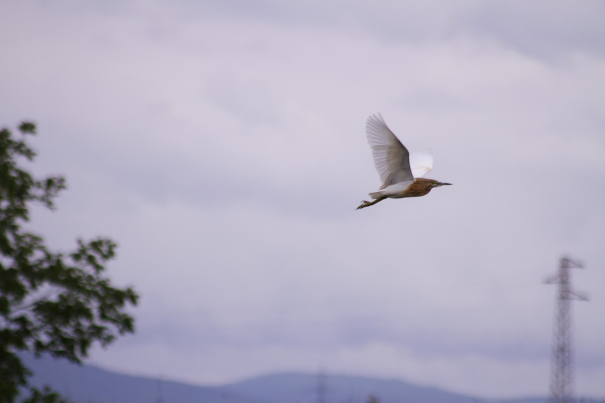 Squacco Heron - ML620102033