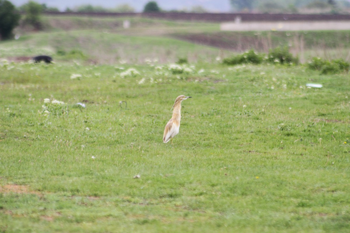 Squacco Heron - ML620102034