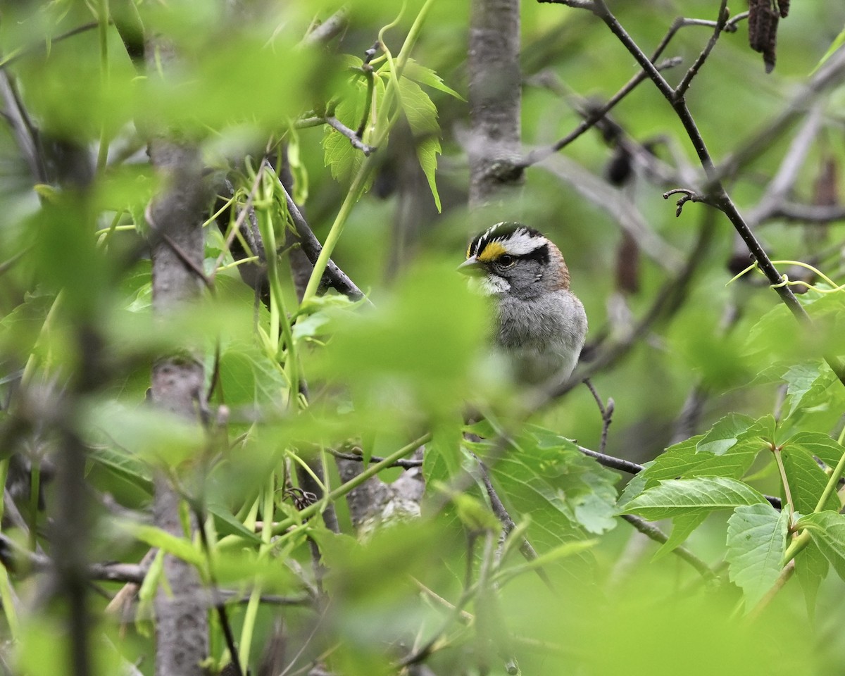 White-throated Sparrow - ML620102042