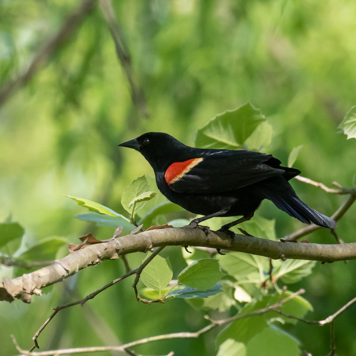 Red-winged Blackbird - ML620102045