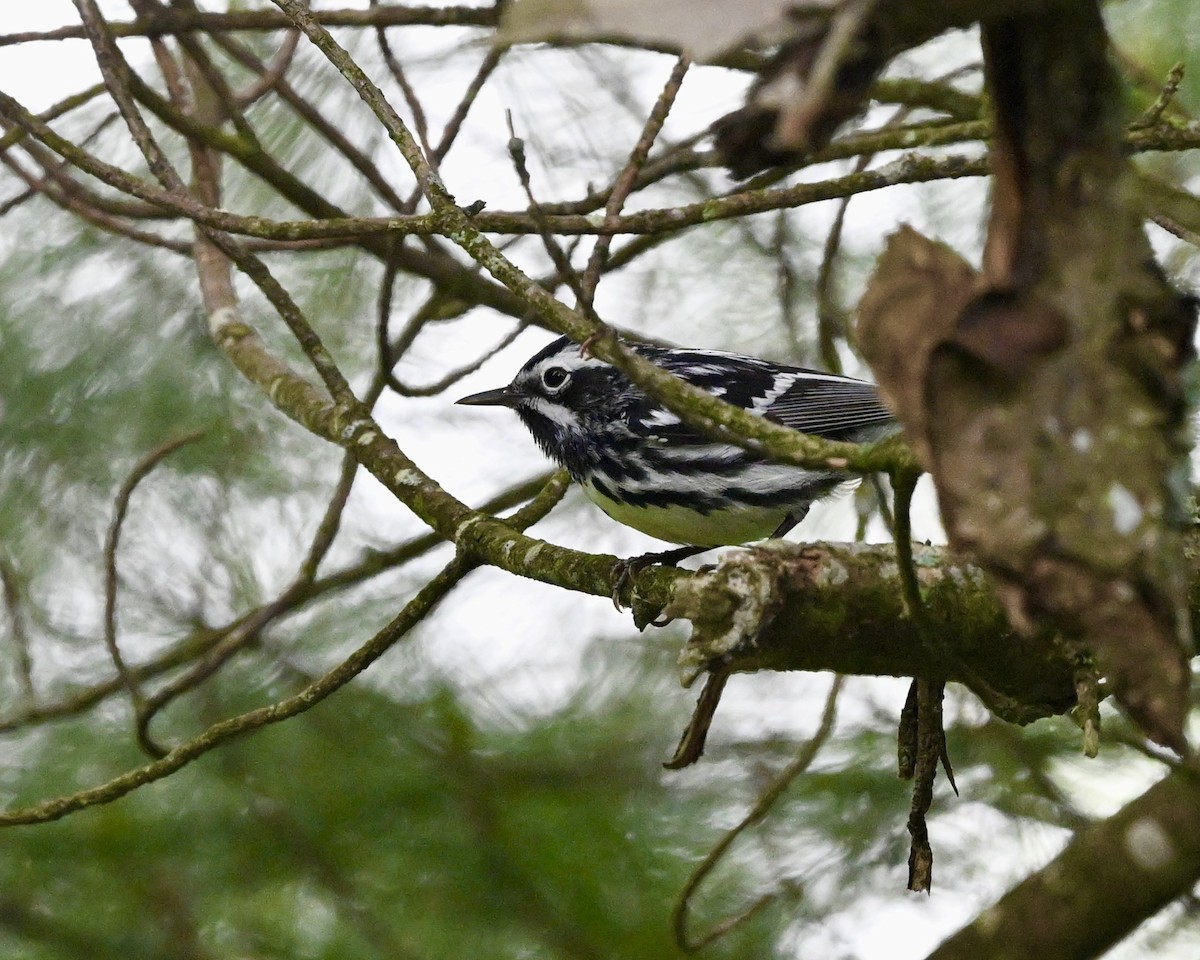 Black-and-white Warbler - ML620102056