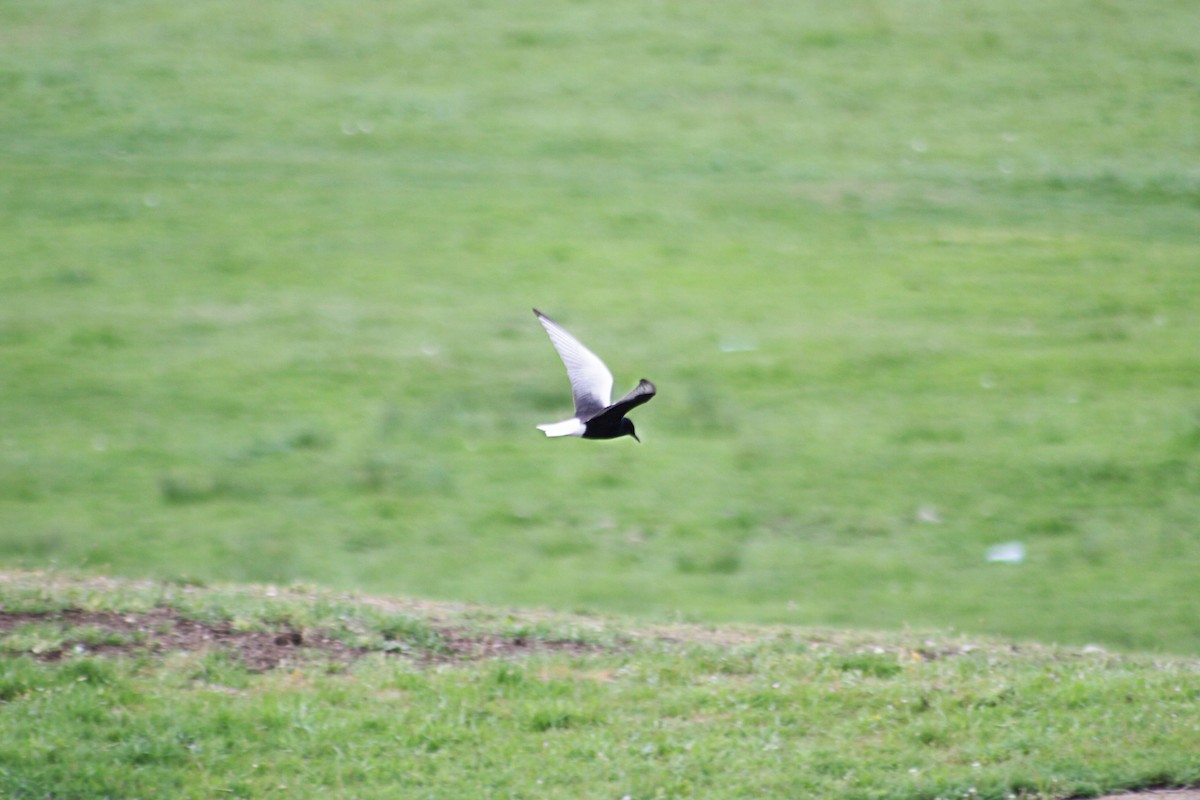 White-winged Tern - ML620102057