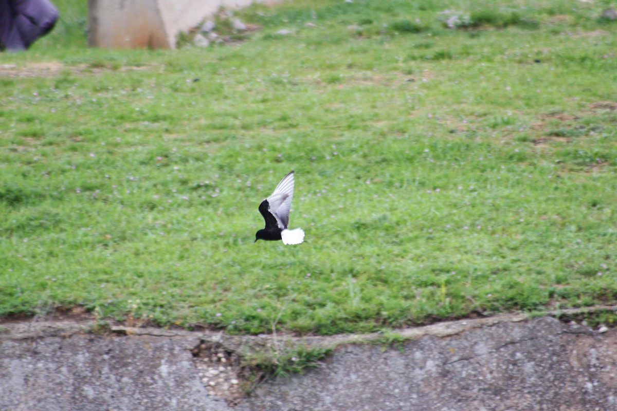 White-winged Tern - ML620102058