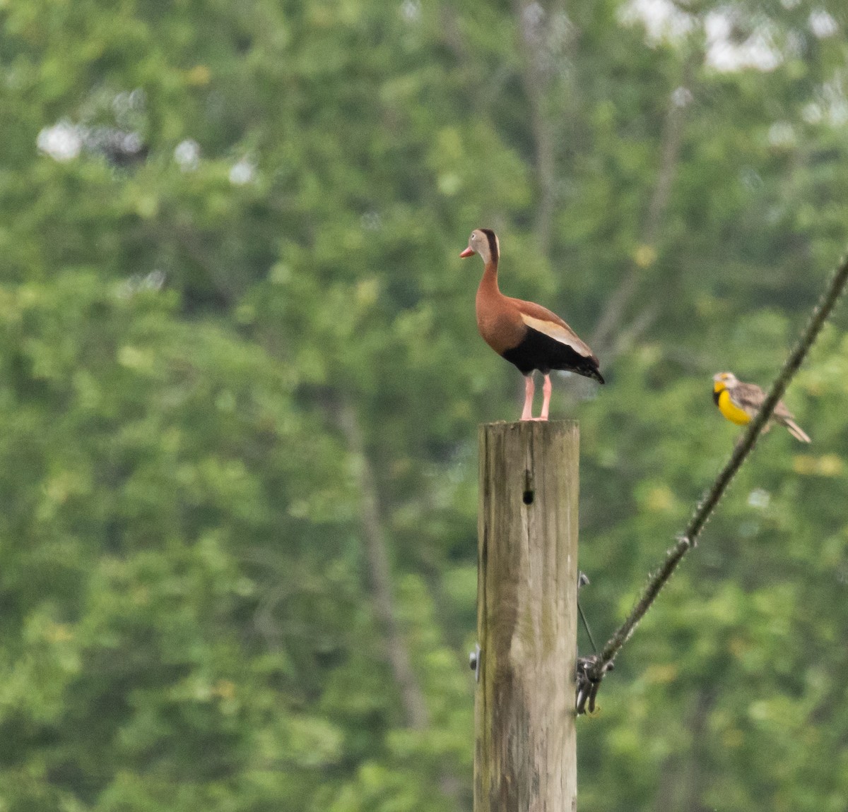 Black-bellied Whistling-Duck - ML620102080