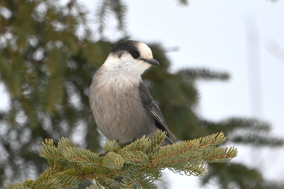 Canada Jay - alexandre bibeau