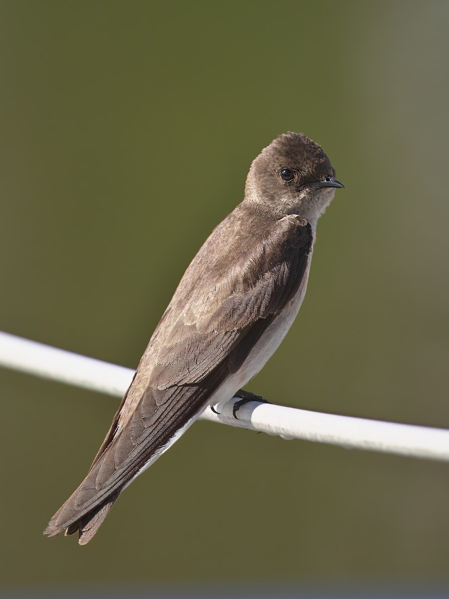 Northern Rough-winged Swallow - ML620102125