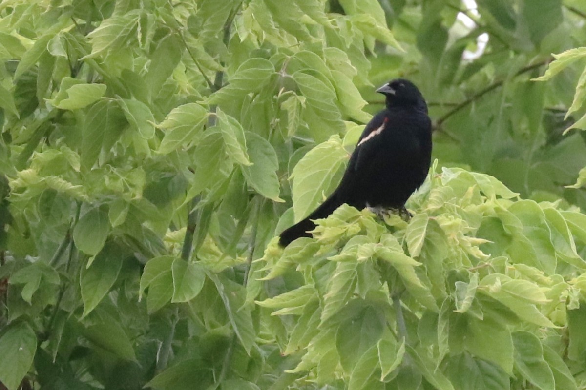 Red-winged Blackbird - ML620102151