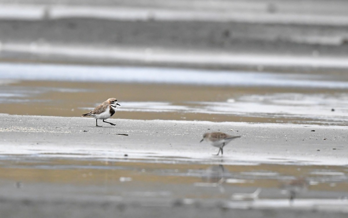 Two-banded Plover - ML620102153