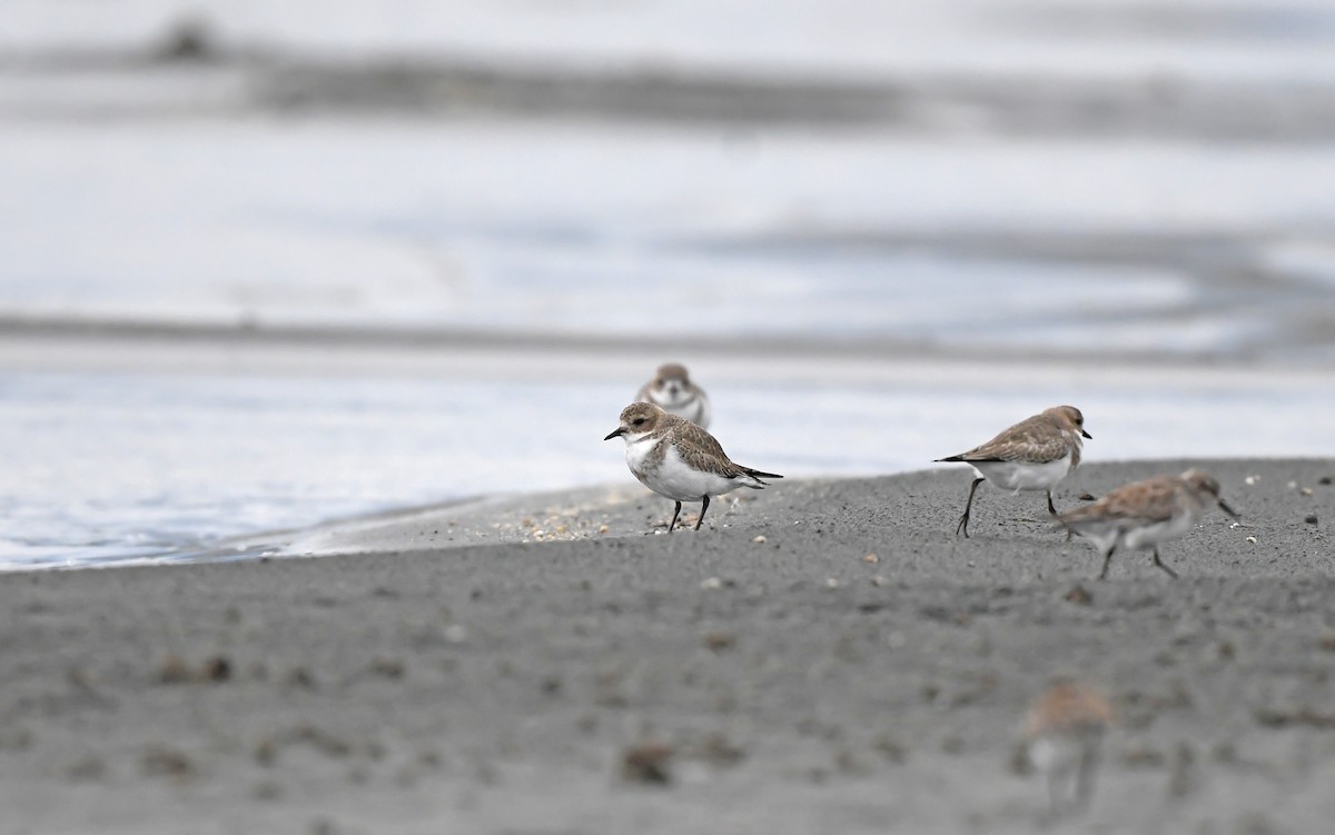 Two-banded Plover - ML620102154