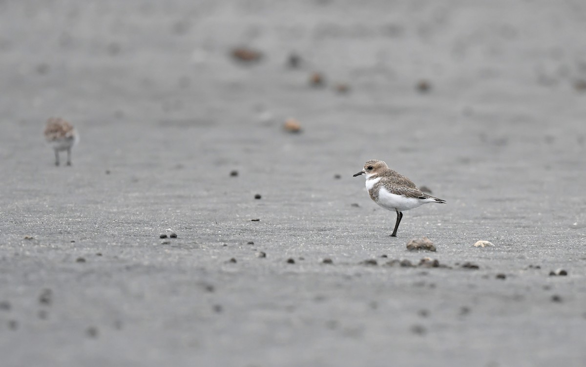 Two-banded Plover - ML620102155