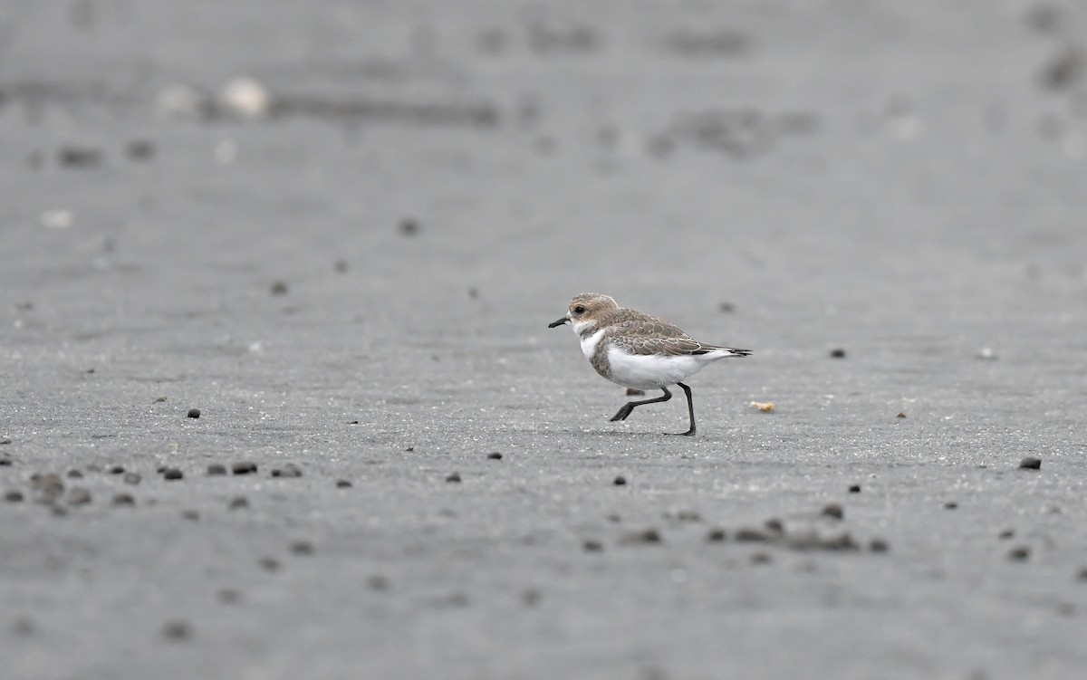 Two-banded Plover - ML620102156