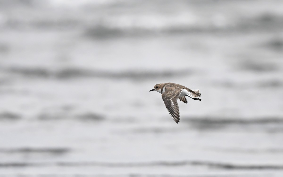 Two-banded Plover - ML620102157