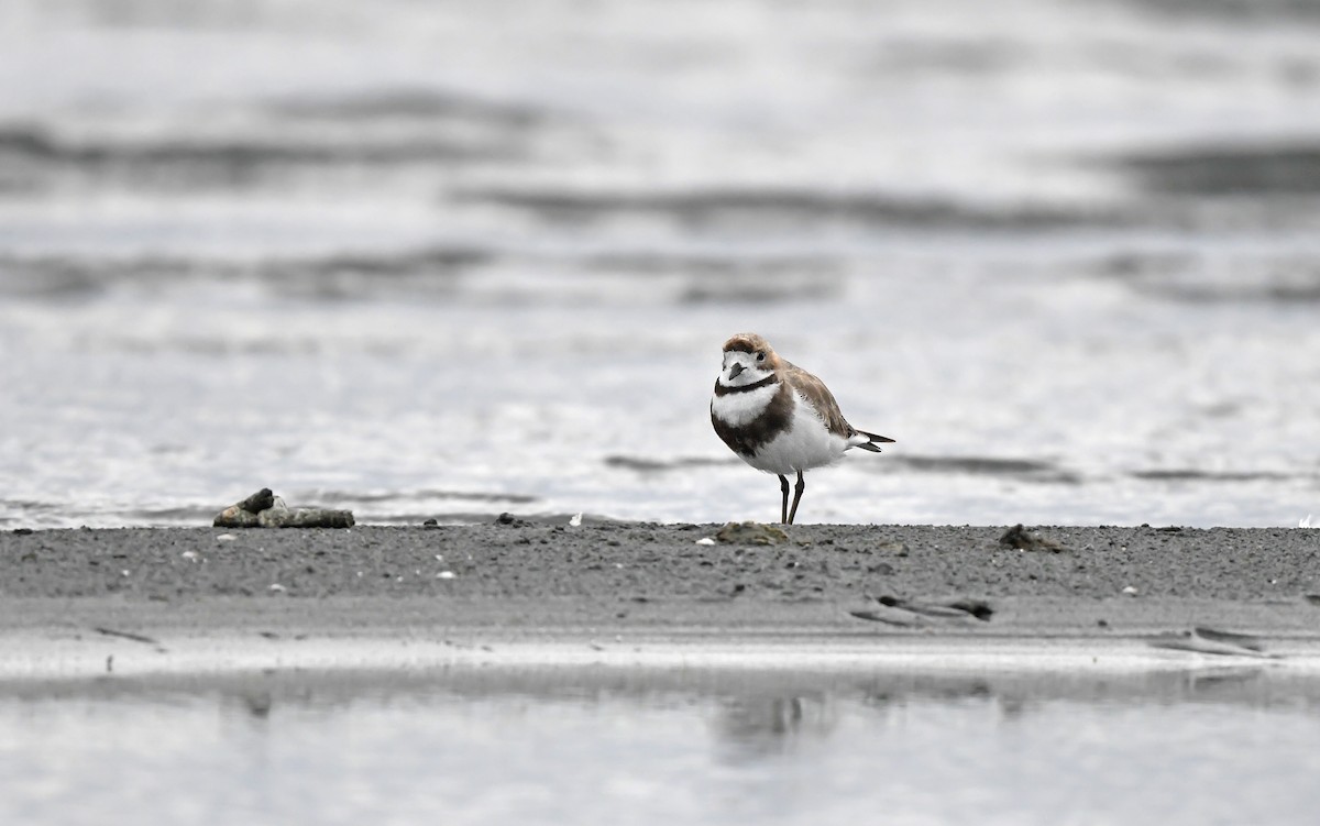 Two-banded Plover - ML620102158