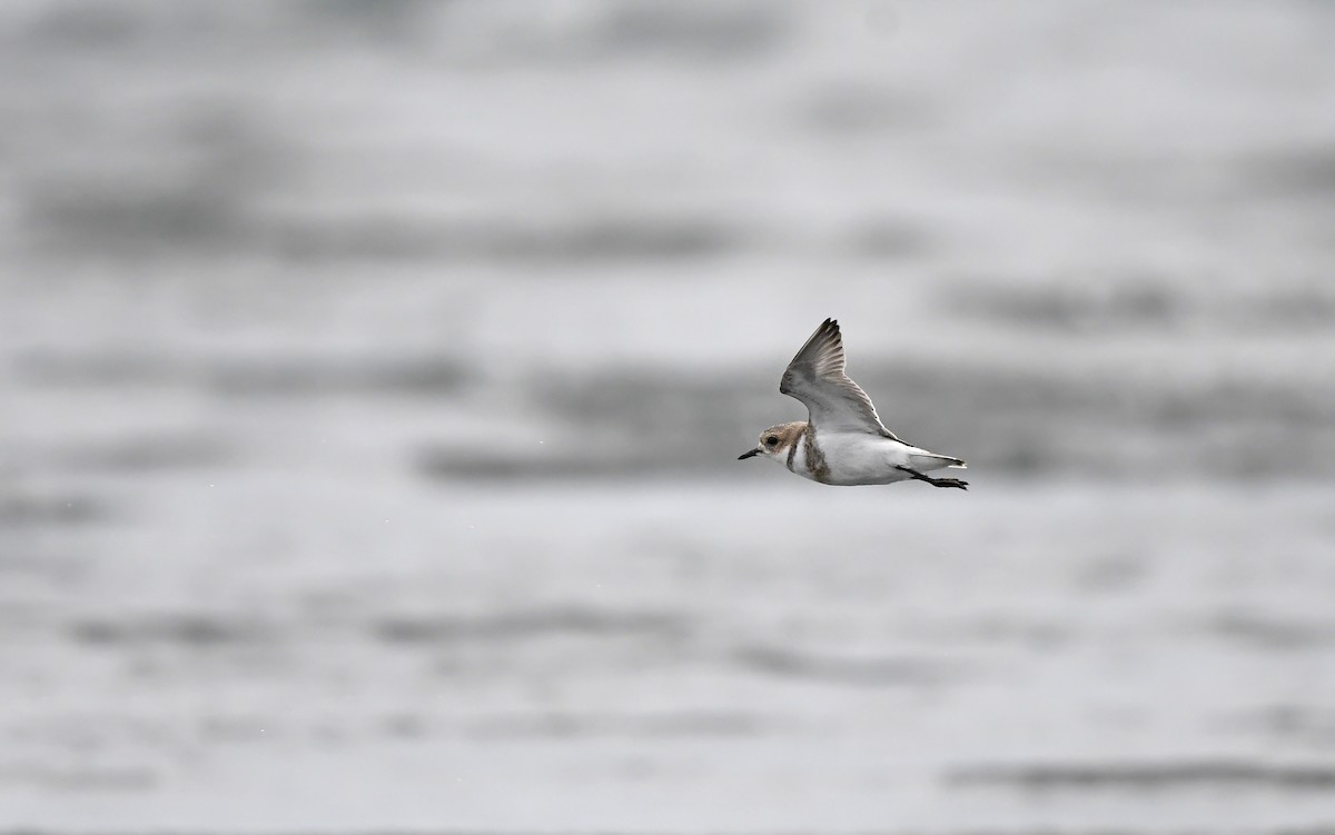 Two-banded Plover - ML620102159