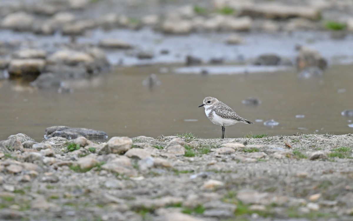 Two-banded Plover - ML620102160