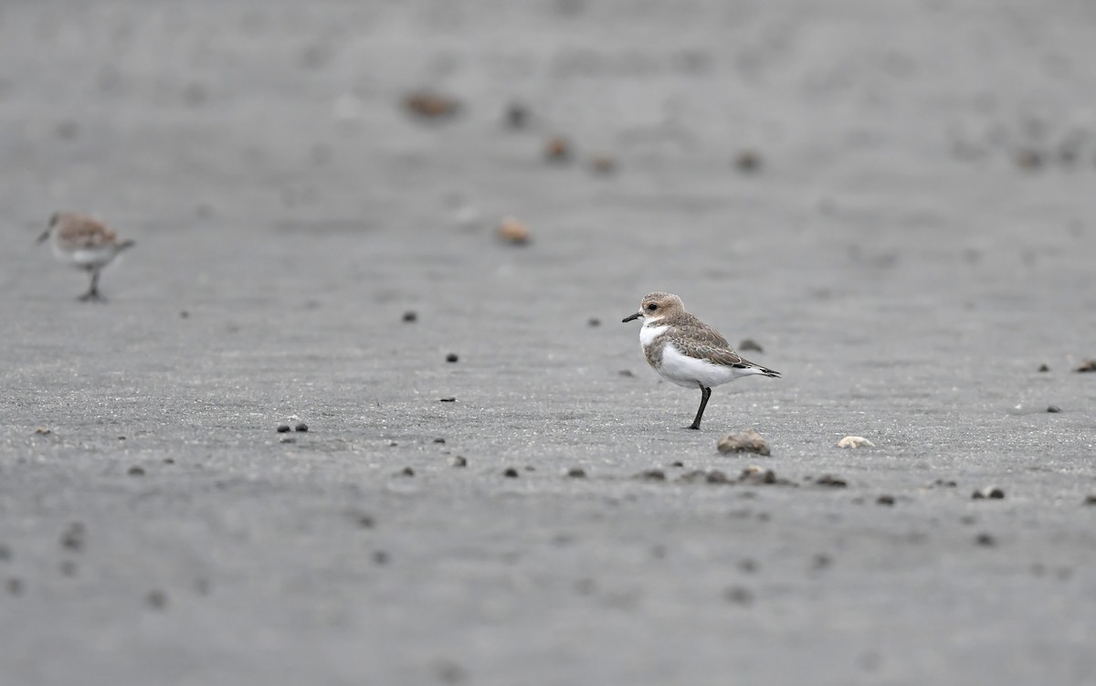 Two-banded Plover - ML620102161