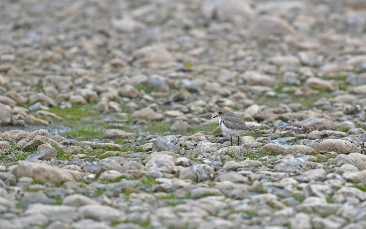 Two-banded Plover - ML620102163