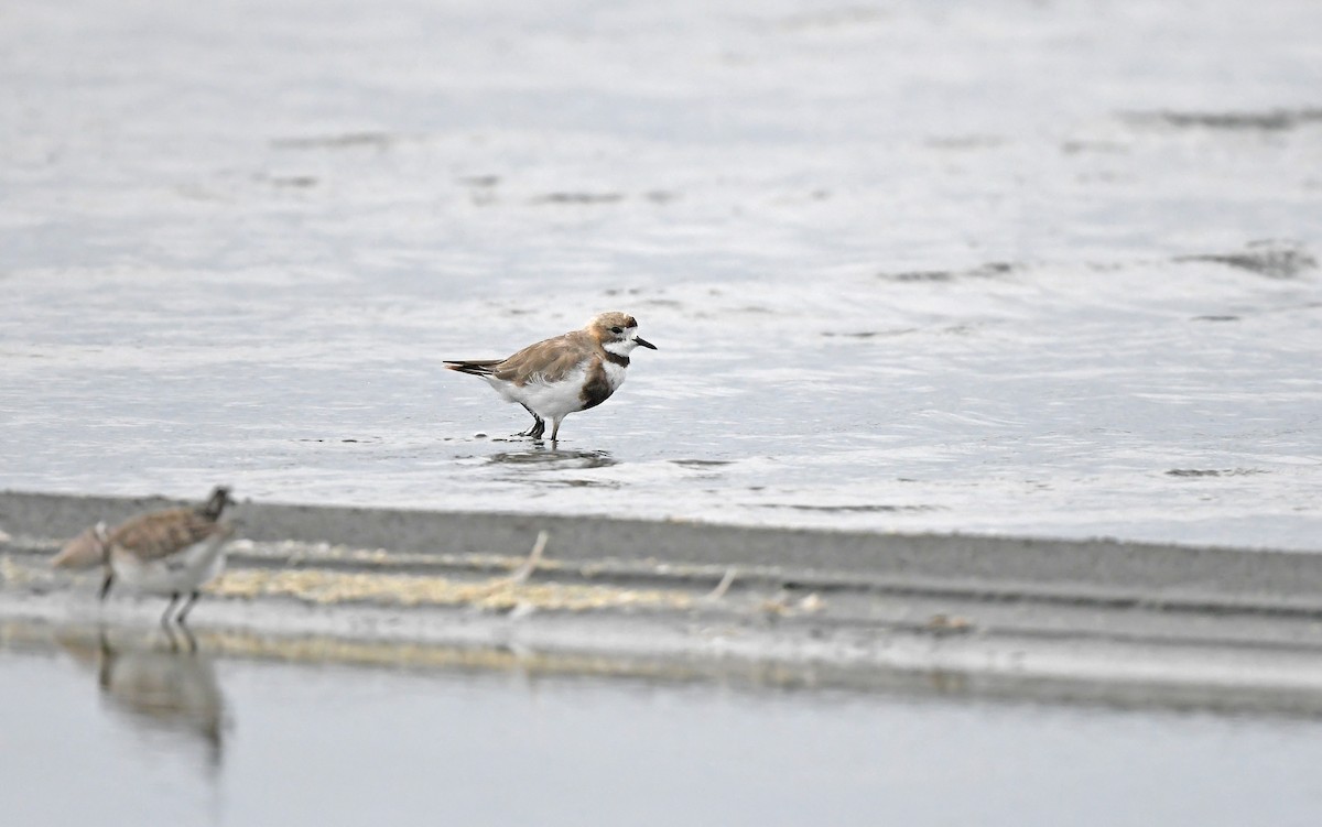 Two-banded Plover - ML620102164
