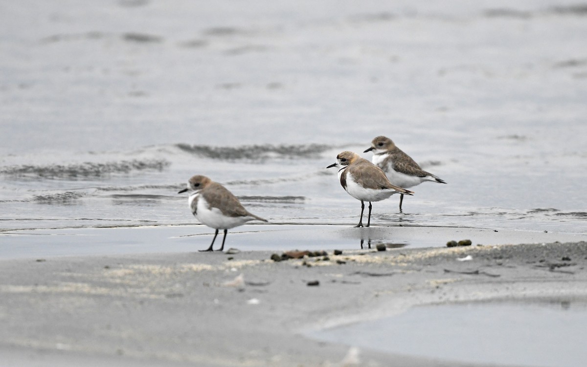 Two-banded Plover - ML620102166